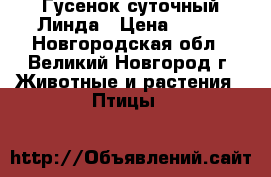 Гусенок суточный Линда › Цена ­ 450 - Новгородская обл., Великий Новгород г. Животные и растения » Птицы   